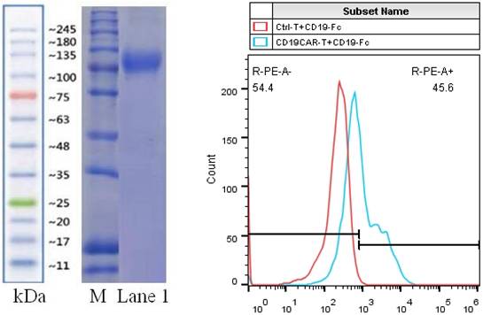 CD19